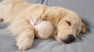 揭秘动物睡眠：猫猫狗狗也会做梦、失眠