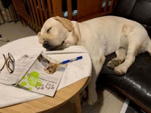 狗狗搞笑作业 狗狗写作业的暖心话搞笑