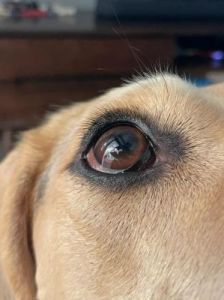 为什么有的狗狗眼睛很明亮 狗狗眼睛很臭