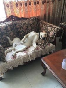 狗狗睡沙发是什么样的 狗狗睡在沙发上