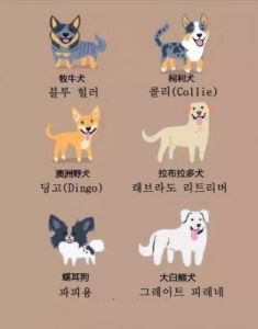 韩语狗狗叫声怎么说 狗狗说你有病的叫声是什么