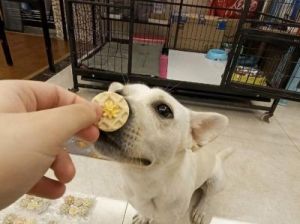 主人给狗狗一块饼干吃 狗狗吃了奥利奥饼干怎么办