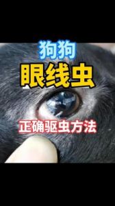 怎么防止狗狗眼睛有眼线虫 狗狗眼线虫治疗大概多少钱