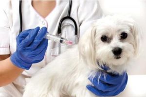 狗狗前3针疫苗可以混打吗 狗狗打预防针可以混着打吗