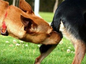 狗狗互相交流的方式是什么 互相交流的学习方式