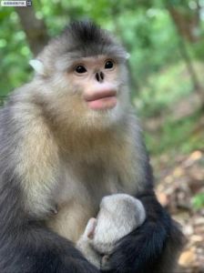 雪山精灵滇金丝猴：猴群喜添新丁，守护生态之美