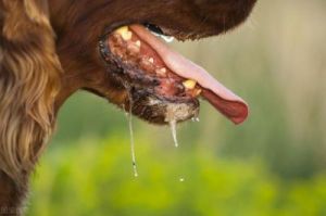 为什么狗狗会吐绿色的泡沫 狗狗细小吐绿色泡沫