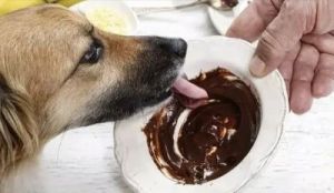 狗狗不能吃的20种食物 狗狗能不能吃凉拌面