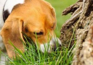 狗狗在外面吃草是怎么回事 狗狗在外面叫不停怎么回事