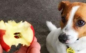 给狗狗吃苹果带皮还是削皮 主人削的苹果皮狗狗直接吃了