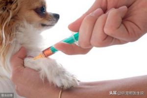 狗狗前3针疫苗可以混打吗 狗狗第三针疫苗什么时候打