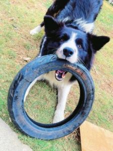 狗狗怎么把轮胎叠起来 狗狗睡觉把前腿叠起来好吗