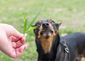 狗狗吃草是怎么回事儿 狗狗吃草叶子是怎么回事