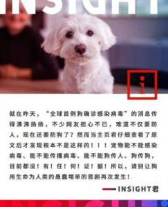 香港确诊狗狗感染新冠 宠物主任确诊新冠隔离狗狗