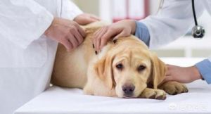 狗狗打过疫苗得细小会自愈吗 狗狗打过疫苗咬破了怎么办
