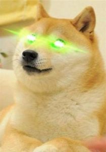 为什么狗狗眼睛拍照绿眼 狗狗拍照眼睛红