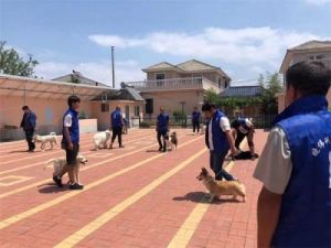 女子去训犬学校 狗狗太凶能去训犬学校吗