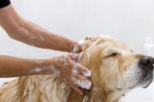 老家养的狗狗带去洗澡 自己养的狗狗能不能洗澡