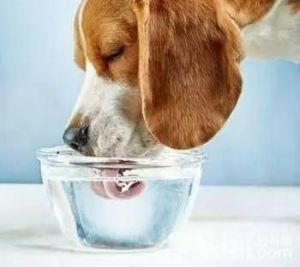 狗狗不吃东西只喝水 狗狗突然不喝水也不吃东西