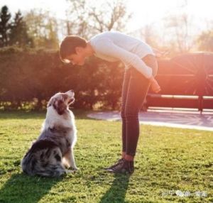 怎样训练狗狗自己坐起来 如何训练宝宝自己坐起来