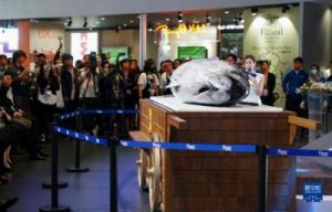 3.1米长蓝鳍金枪鱼运抵上海崇明，惊艳亮相第六届进博会