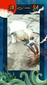 狗狗吃小龙虾会流产吗 小龙虾怎么吃