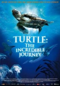 海龟的奇妙世界：从出生到成熟，一场跨越千里的生命之旅