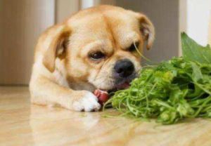 狗吃土豆的好处和坏处 狗吃土豆拉稀怎么回事