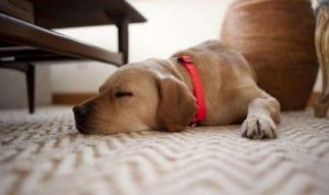 狗狗一天睡几个小时 狗狗一天睡多久