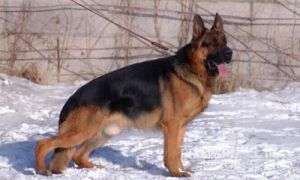 西德犬的鉴定方法 两个月的西德犬是什么品种