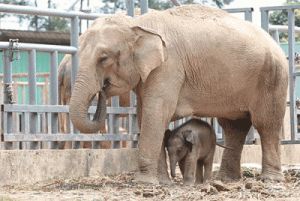 济南动物园亚洲象“撒宽”庆祝39岁生日，温馨场面令人感动