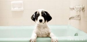 狗狗洗澡的正确方法 狗狗训练教程18个技巧