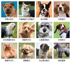 宠物狗的品种名称大全 常见小型宠物犬20种