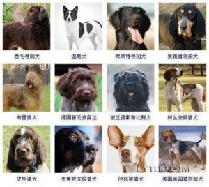 狗狗智商排名1到100 中国十大名犬