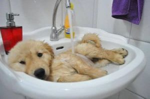 狗洗澡可以用什么代替 家里什么可以代替给狗狗洗澡