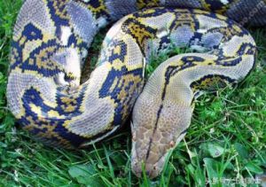 揭秘新物种！北方绿森蚺：现存最大蛇类，身长7.5米，重达半吨