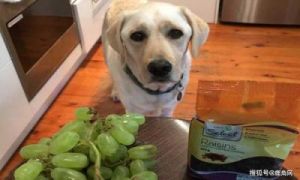 狗狗吃了一粒葡萄会有事吗 狗狗吃了塑料袋有事吗