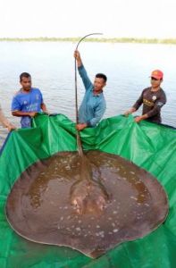 湄公河畔诞生新纪录：300公斤黄貂鱼刷新世界最大淡水鱼纪录