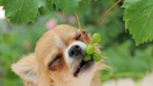 狗狗吃了十几个葡萄怎么办 狗狗吃了葡萄皮怎么办