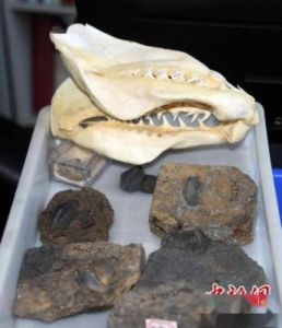 广州哪里有巨齿鲨化石 巨齿鲨图片
