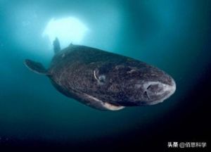世界最长寿的鲨鱼图 人类发现最长寿的鲨鱼
