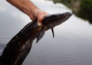 黑鱼种类图片 黑鱼是淡水鱼吗