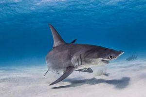 鲨鱼如何呼吸空气 鲨鱼用什么呼吸