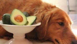 狗狗吃了葡萄怎么办 狗狗不能吃的东西清单