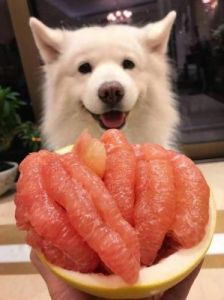 狗最爱吃的10种水果 十大新手最好养的狗