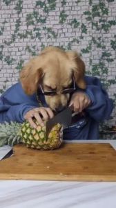 狗吃菠萝没事吧 狗吃菠萝会死吗