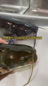 青江鱼和鲶鱼的区别 炖清江鱼最正确的方法