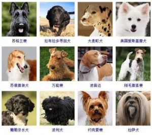 宠物狗的品种名称大全 常见宠物犬20种
