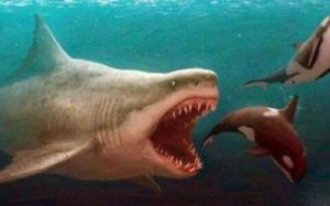 巨齿鲨的天敌是谁 蓝鲸vs巨齿鲨