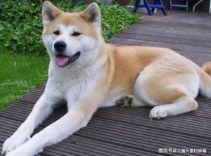 中国十大名犬 十大最漂亮小型犬